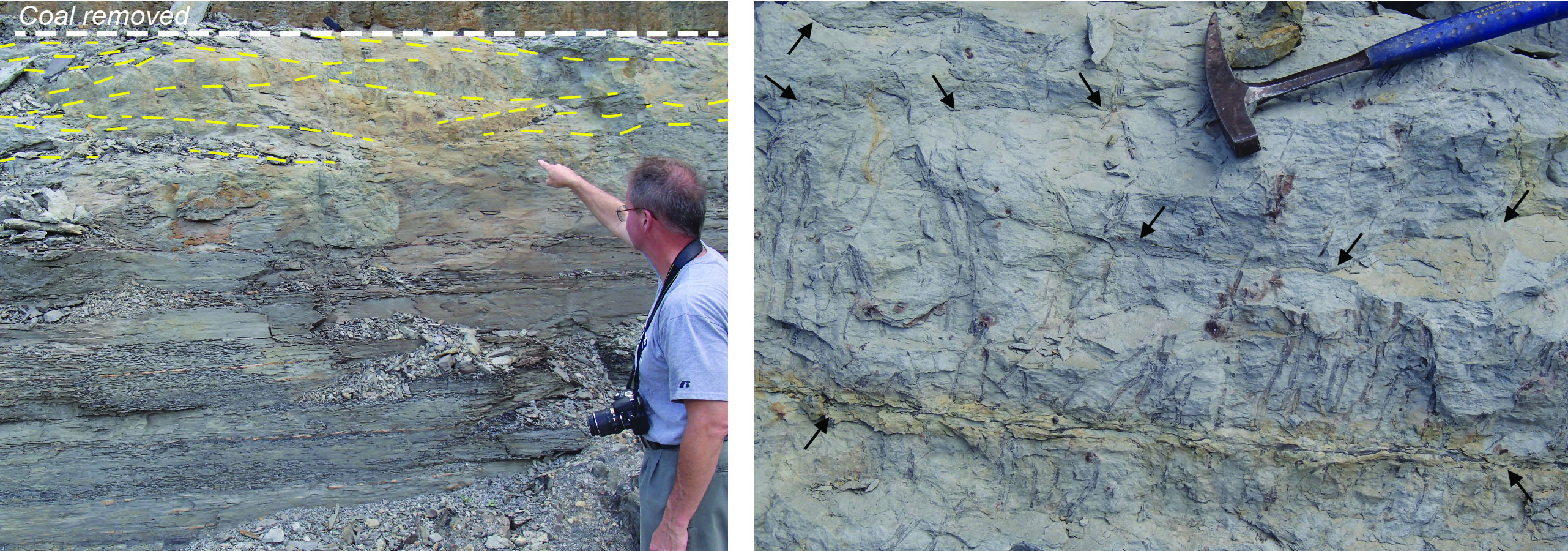 (left) Rooting horizon beneath a coal bed with abundant criss-crossing Stigmaria (indicated by yellow dashes) and (right) detail of roots and rootlets (indicated by black arrows), from the Eastern Kentucky Coal Field. Cortland Eble of the Kentucky Geological Survey for scale. 